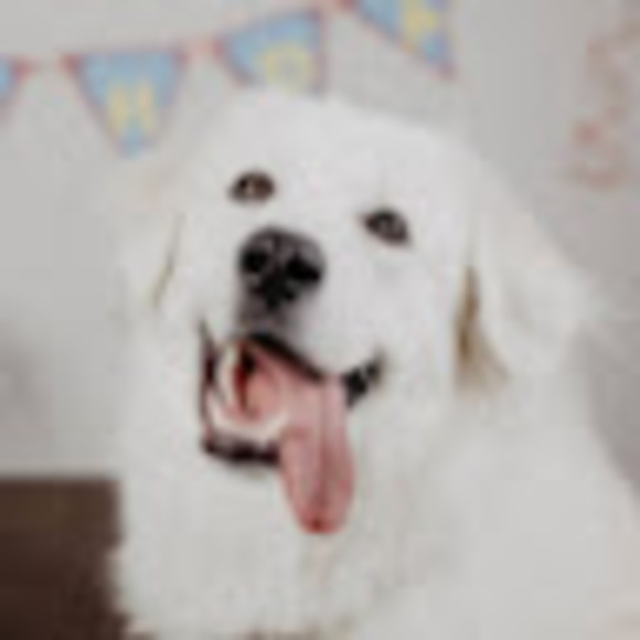 Meet your Posher, Dezi - Picture 1 of 1